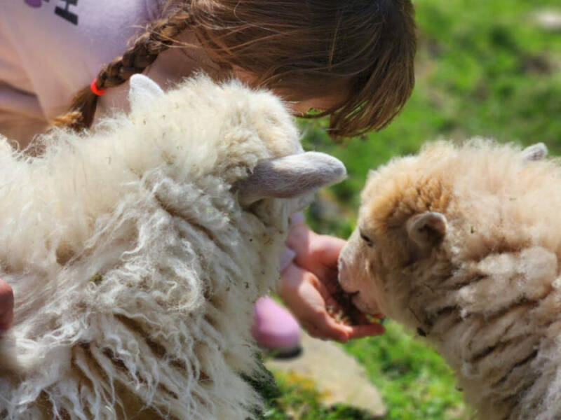 Atelier-spécial-découverte-laine-de-mouton