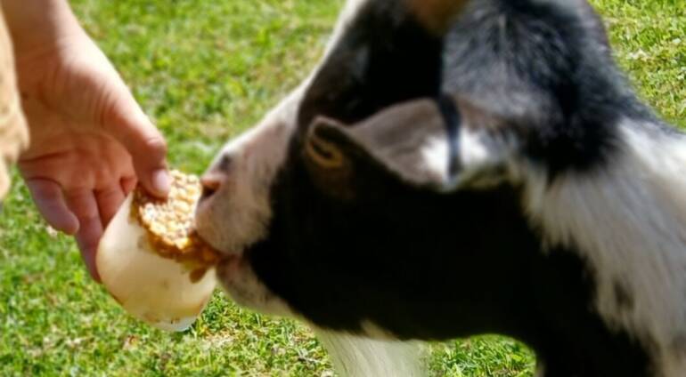 Le goûter givré des animaux – De 3 à 8 ans