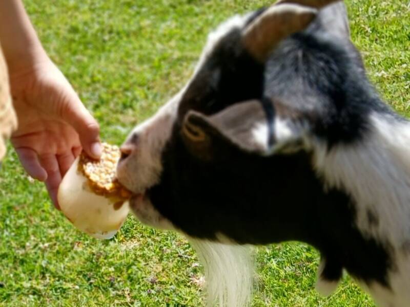 Le goûter givré des animaux